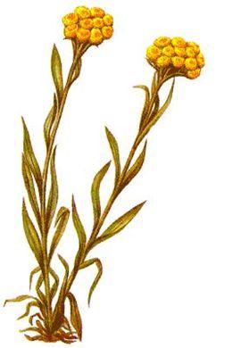 Бессмертник песчаный - Helichrysum arenarium (L.) Moench - student2.ru