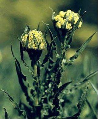 Бессмертник песчаный - Helichrysum arenarium (L.) Moench - student2.ru