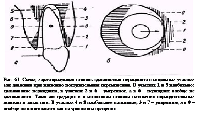 Биоморфологические изменения в тканях пародонта при горизонтальных перемещениях зубов - student2.ru