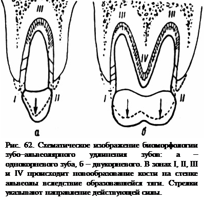 Биоморфологические изменения в тканях пародонта при вертикальных перемещениях зубов - student2.ru