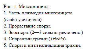 Царство Страминопилы Straminopila - student2.ru