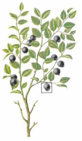 Черника - Vaccinium myrtillus L - student2.ru