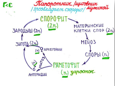 цикл развития папоротника. - student2.ru