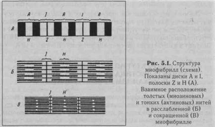 другие органы, вырабатывающие гормоны - student2.ru