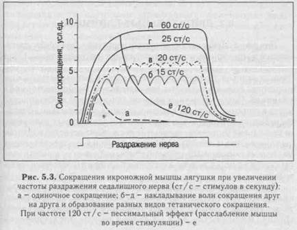 другие органы, вырабатывающие гормоны - student2.ru