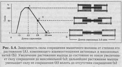 другие органы, вырабатывающие гормоны - student2.ru