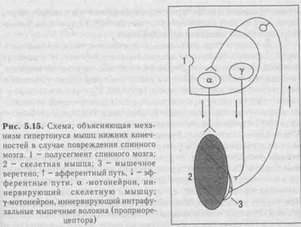 двигательные системы ствола мозга - student2.ru