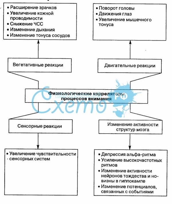 Физиологические основы психических функций человека - student2.ru