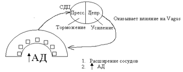 Физиология сосудистой системы и микроциркуляция. Лимфатическая система - student2.ru