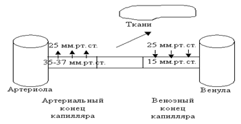 Физиология сосудистой системы и микроциркуляция. Лимфатическая система - student2.ru