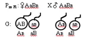 формы взаимодействия генов - student2.ru