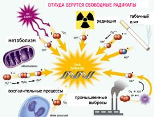 французский парадокс - student2.ru