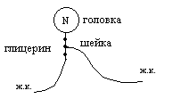 фундаментальные функции липидов. - student2.ru