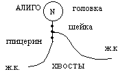 фундаментальные функции липидов. - student2.ru