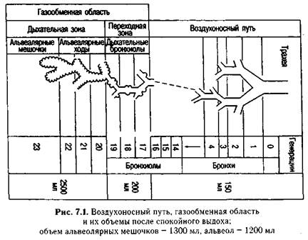 Функции внешнего звена системы дыхания - student2.ru