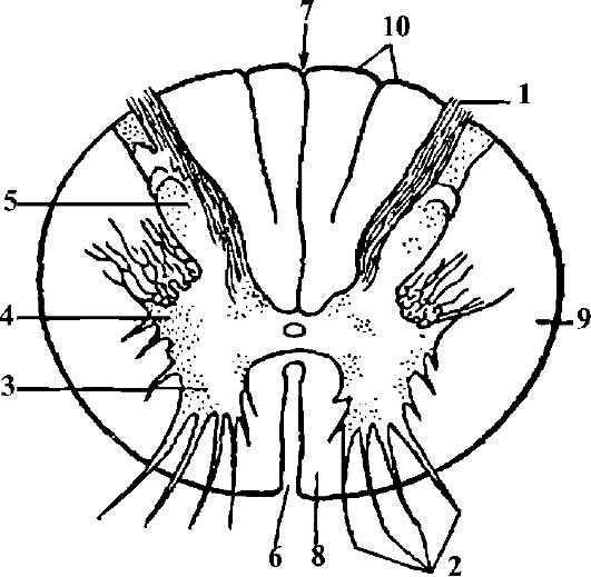 функциональная анатомия спинного мозга - student2.ru