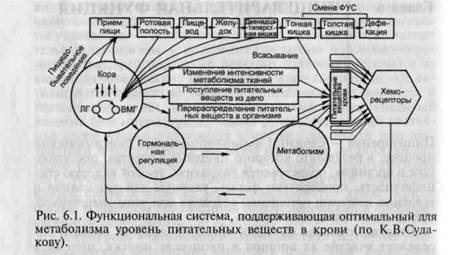 Функциональная система, поддерживающая уровень питательных веществ в крови - student2.ru