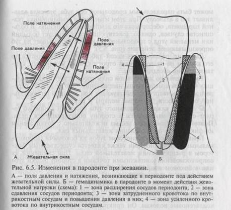 Функциональные элементы зубочелюстной системы - student2.ru
