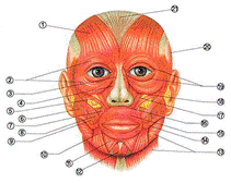 Функция мышц головы, кровоснабжение, иннервация - student2.ru