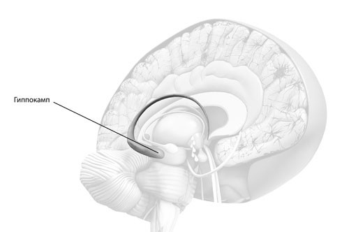 Гиппокамп: преобразователь памяти - student2.ru