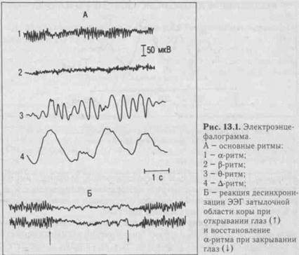 глава 13 высшая нервная деятельность - student2.ru