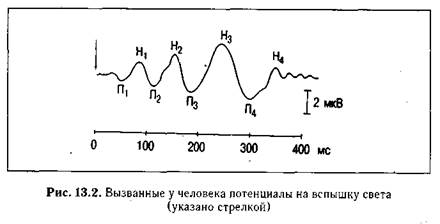 глава 13 высшая нервная деятельность - student2.ru