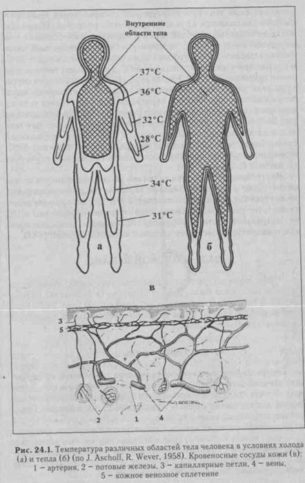 глава 24 терморегуляция. акклиматизация - student2.ru