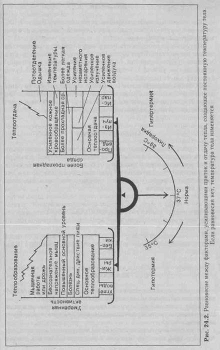 глава 24 терморегуляция. акклиматизация - student2.ru