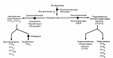 Глава 68. Метаболиты арахидоновой кислоты и их роль в медицине - student2.ru