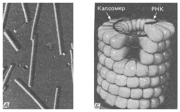 Империя неклеточные организмы (Noncellulata). Царство вирусы (Virae) - student2.ru