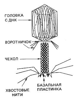 Империя неклеточные организмы (Noncellulata). Царство вирусы (Virae) - student2.ru