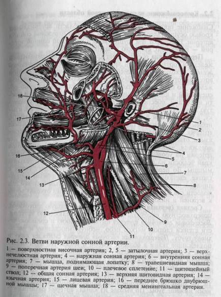 Иннервация челюстно-лицевой области - student2.ru