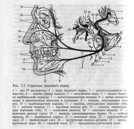 Иннервация челюстно-лицевой области - student2.ru