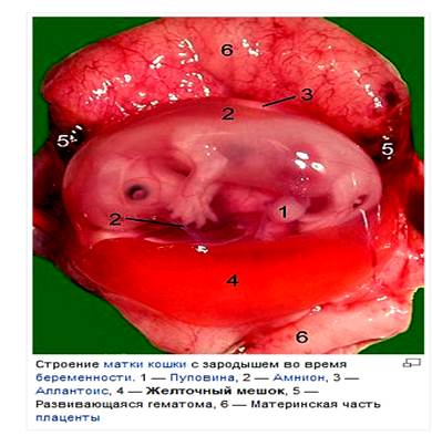 Источник развития тканей желточного мешка - student2.ru