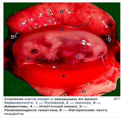 Источник развития тканей желточного мешка - student2.ru