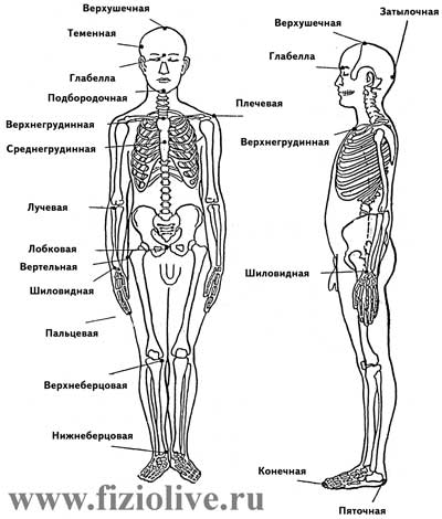 Измерение роста в положении стоя и сидя - student2.ru