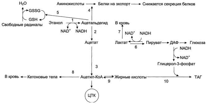 Каков исход данного процесса в печени - student2.ru