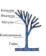 Кандиды (род Candida) Candida spp. - student2.ru