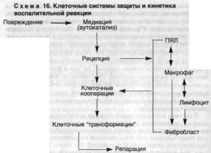 кинетика воспалительного процесса - student2.ru