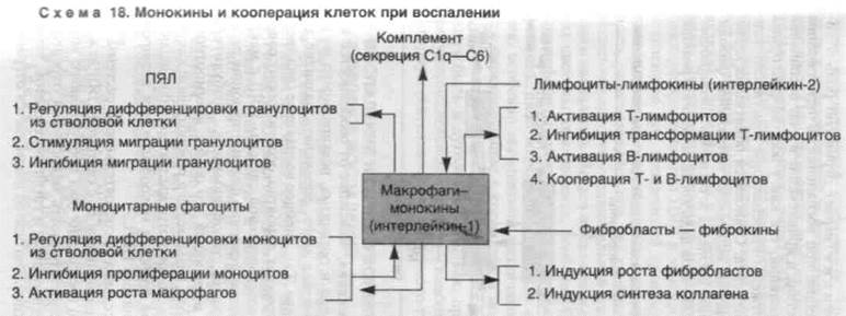 кинетика воспалительного процесса - student2.ru