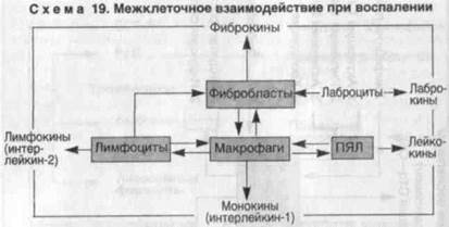 кинетика воспалительного процесса - student2.ru