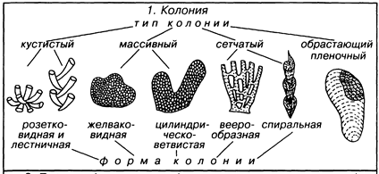 Класс Двустворчатые моллюски - student2.ru