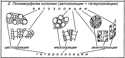 Класс Двустворчатые моллюски - student2.ru