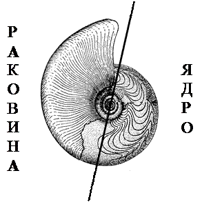 Класс Двустворчатые моллюски - student2.ru