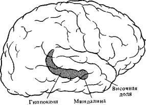 Классические дисфункции, связанные с повреждением мозга - student2.ru