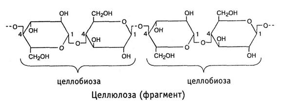 Клетчатка (целлюлоза). Целлюлоза является наиболее распространенным в природе полисахаридом, она составляет основную массу клеточных стенок растений - student2.ru