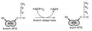 Ключевая реакция синтеза жирных кислот. Как осуществляется регуляция. - student2.ru