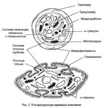 Количество их составляет 180-320x109/л - student2.ru