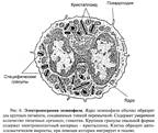 Количество составляет 1-5% - student2.ru