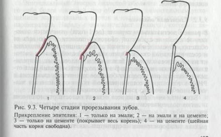 Концепции индивидуального развития - student2.ru